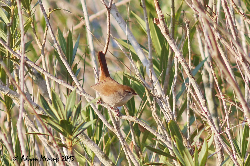 Cetti`s Warbler