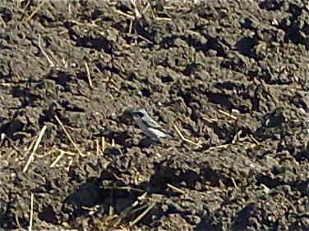 Northern Wheatear