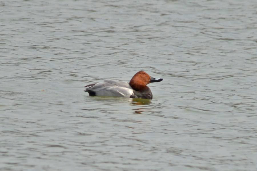 Common Pochard