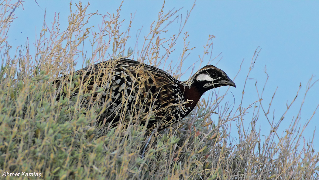 Black Francolin