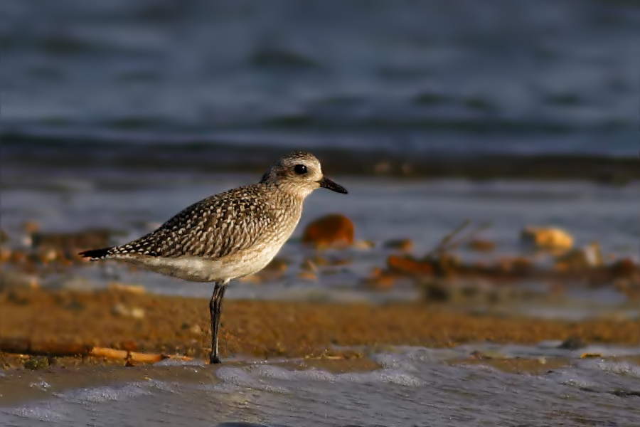 Grey Plover