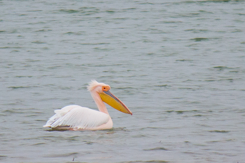 Great White Pelican