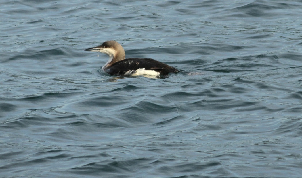 Black-throated Loon