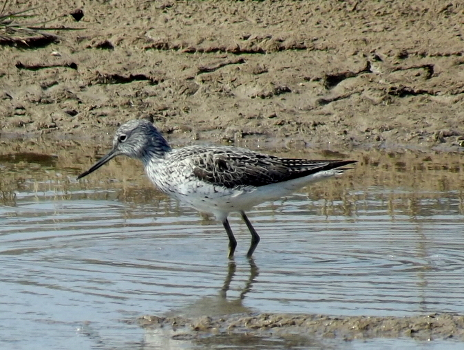 Common Greenshank