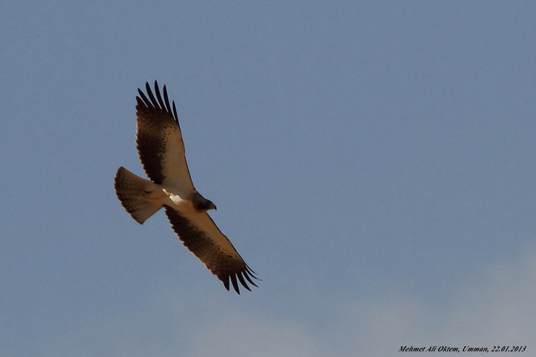 Booted Eagle