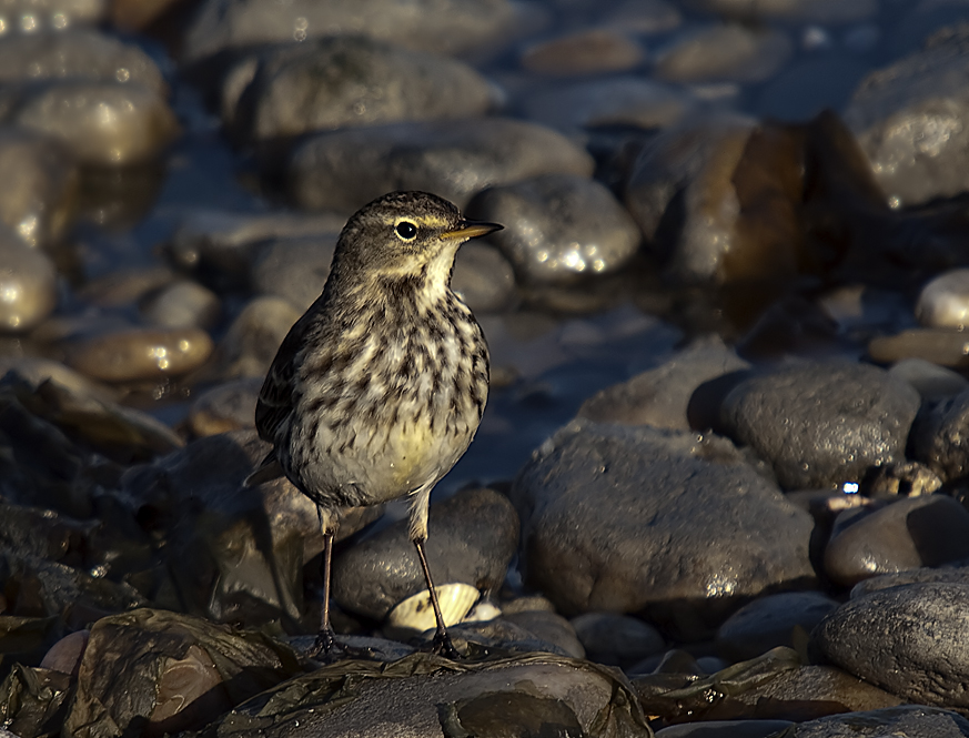 Water Pipit