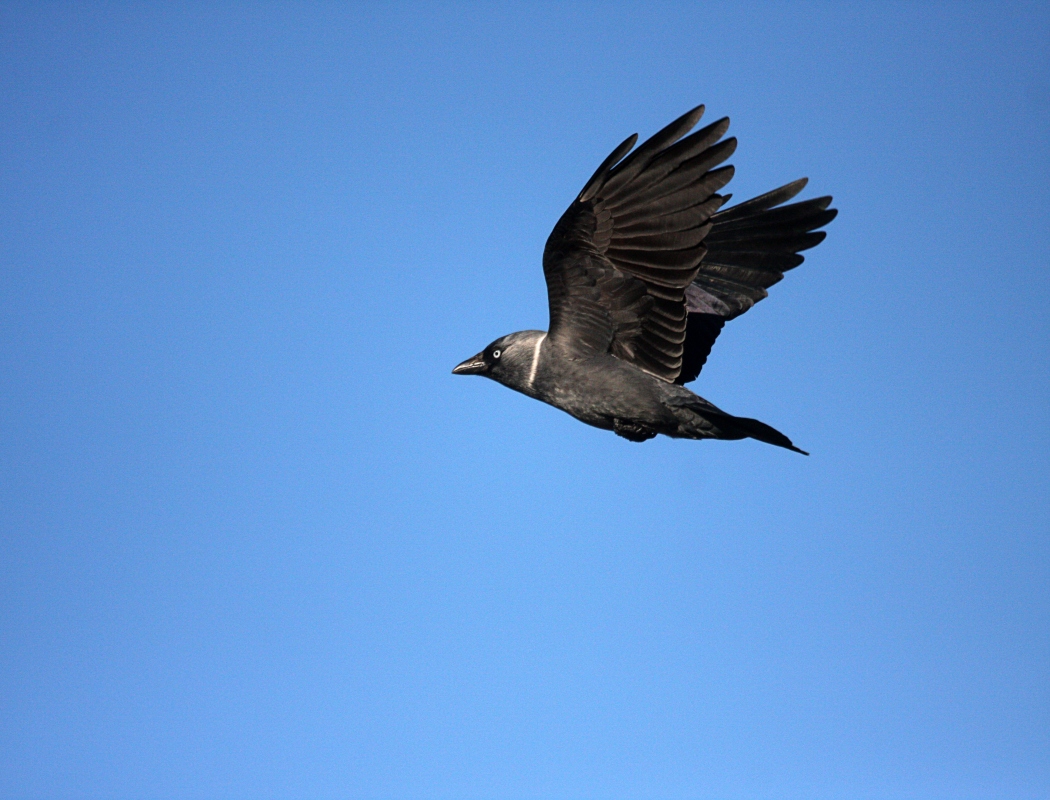 Western Jackdaw