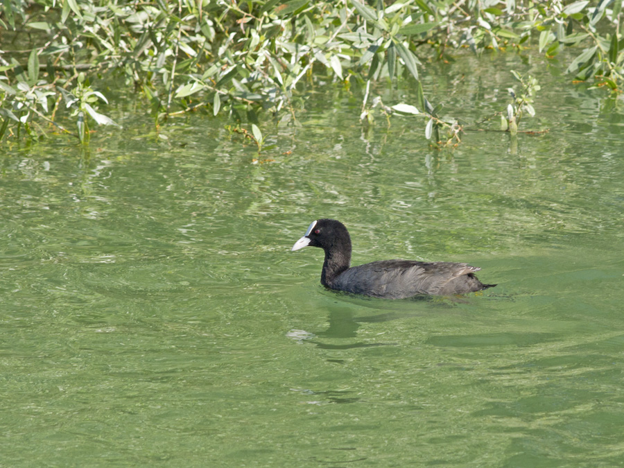 Eurasian Coot