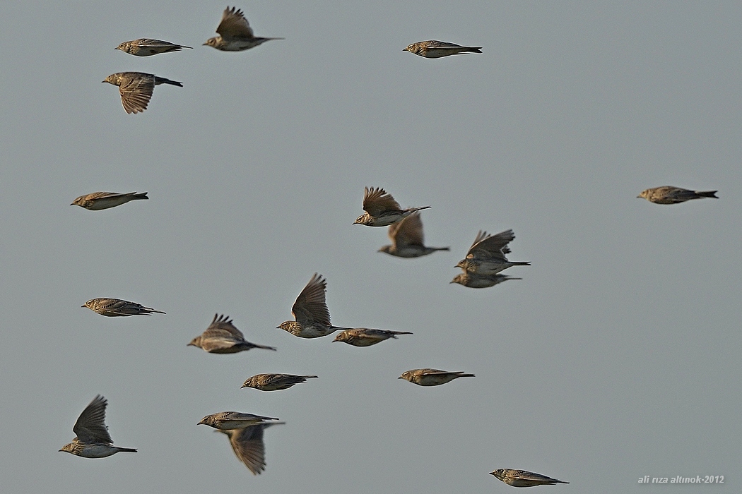 Eurasian Skylark