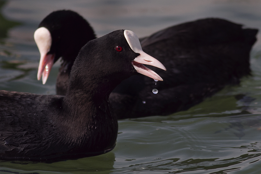 Eurasian Coot