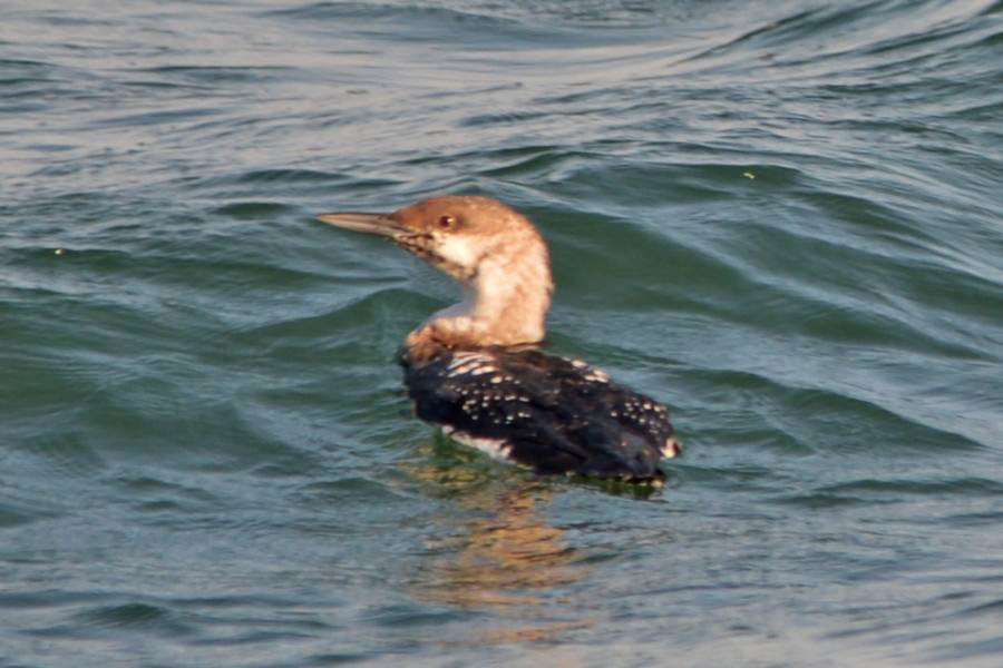 Black-throated Loon