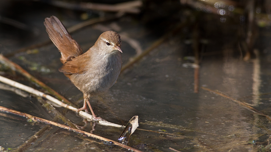 Cetti`s Warbler