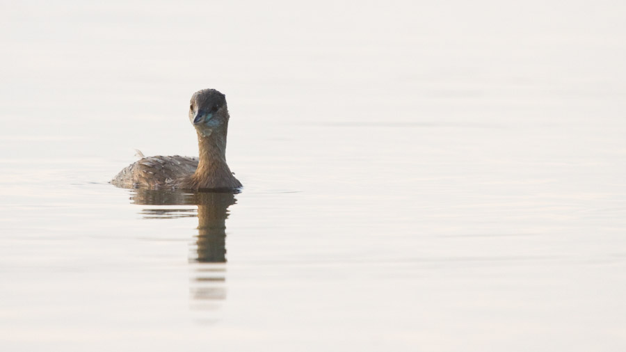 Little Grebe