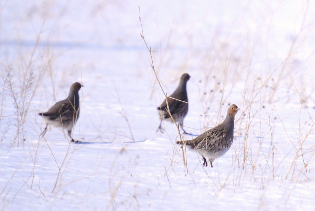 Grey Partridge