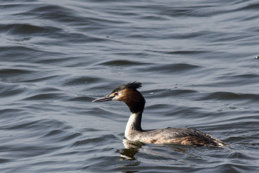 Great Crested Grebe