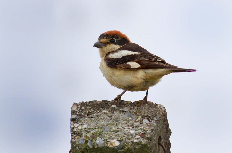 Woodchat Shrike