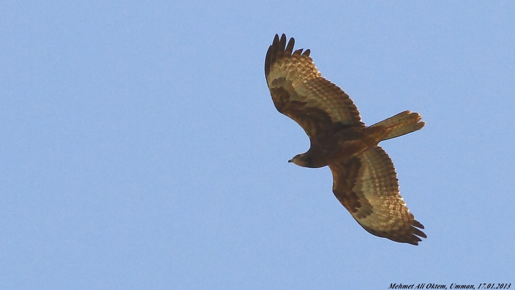 European Honey Buzzard