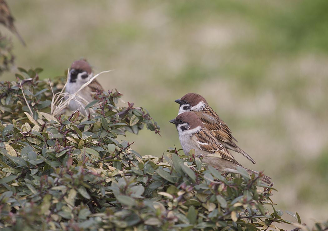 Eurasian Tree Sparrow