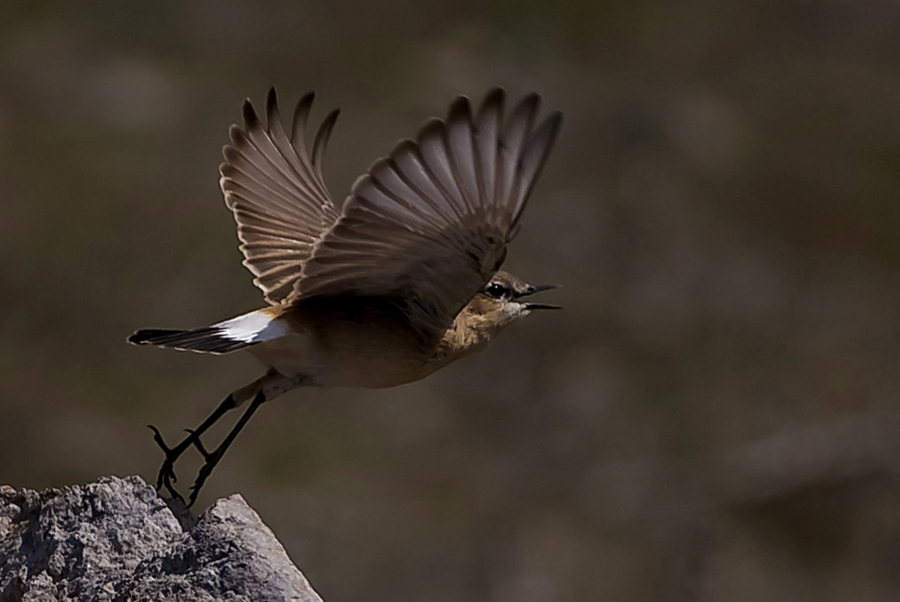 Isabelline Wheatear