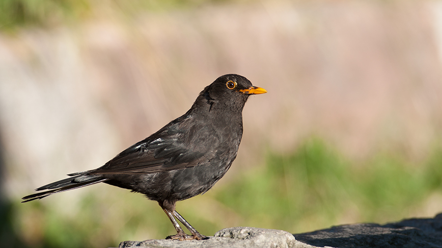 Common Blackbird