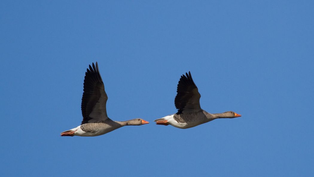 Greylag Goose