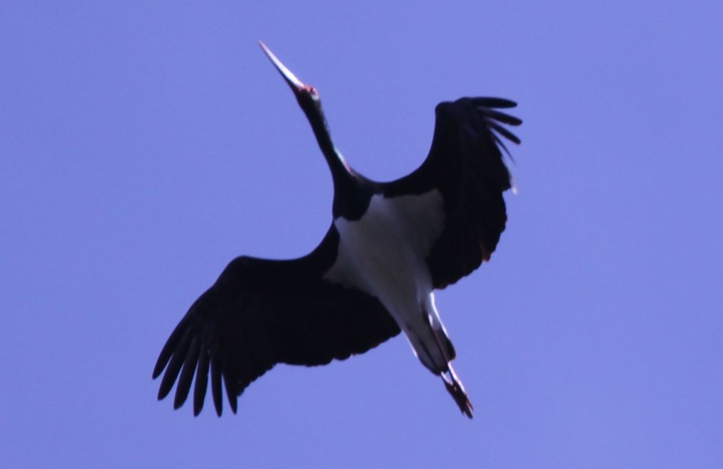 Black Stork