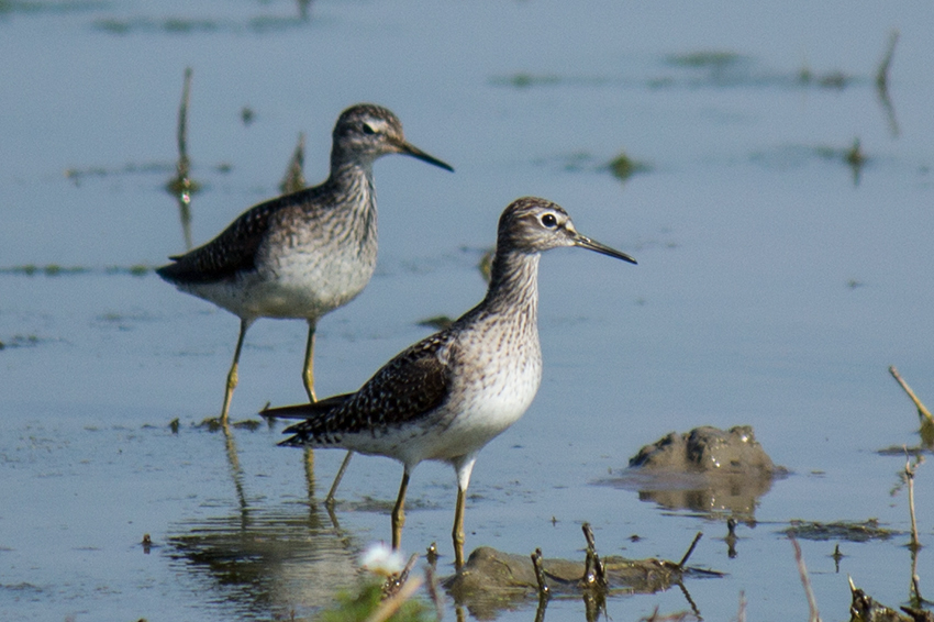 Wood Sandpiper