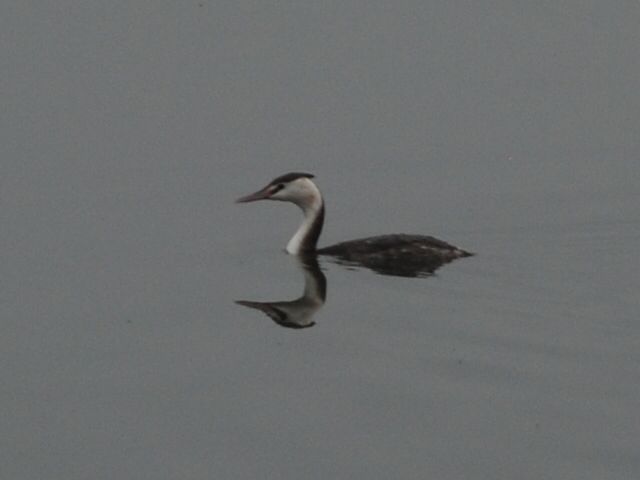 Great Crested Grebe
