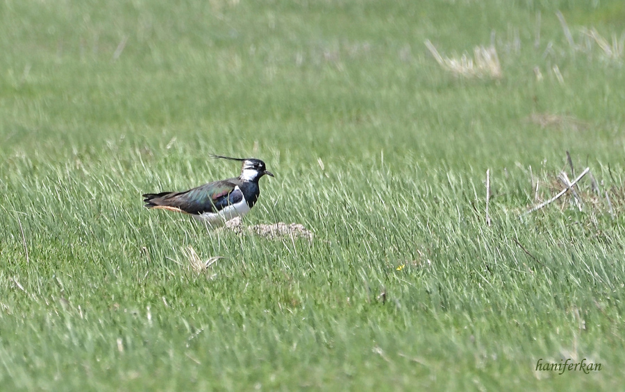 Northern Lapwing
