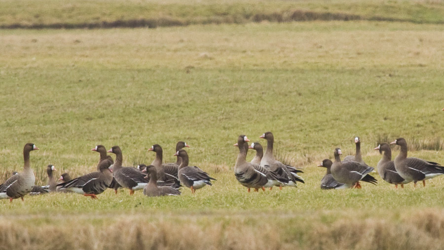 Greater White-fronted Goose