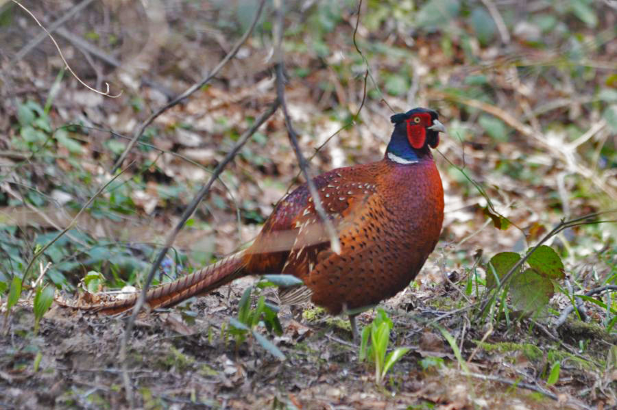 Common Pheasant