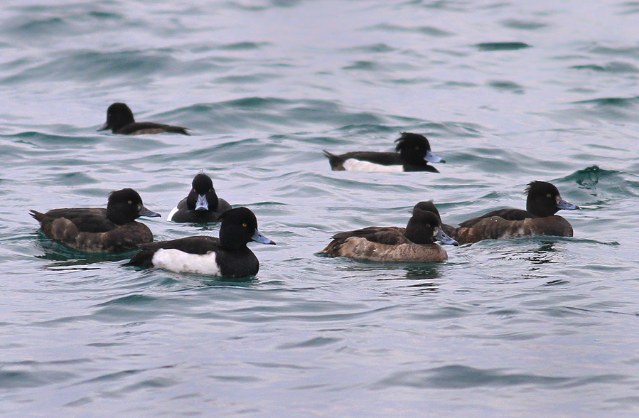 Tufted Duck