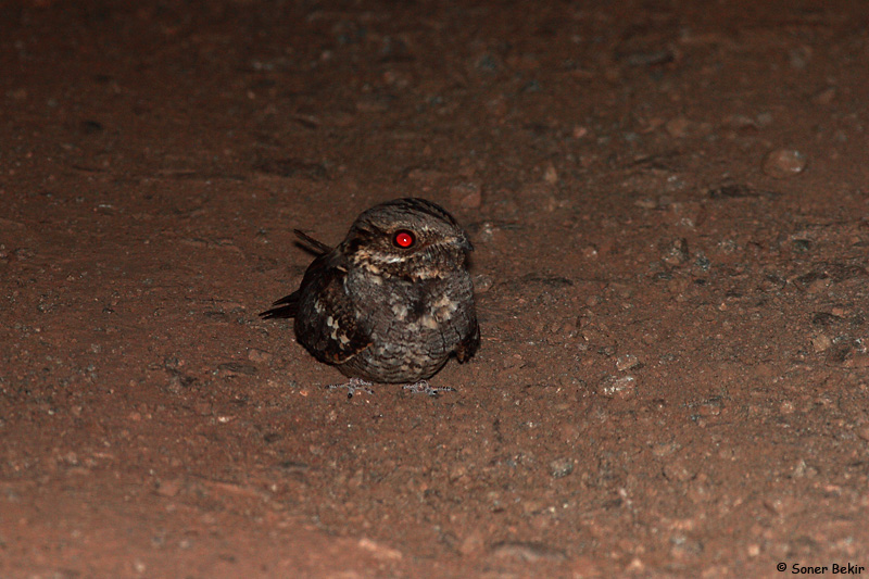 European Nightjar
