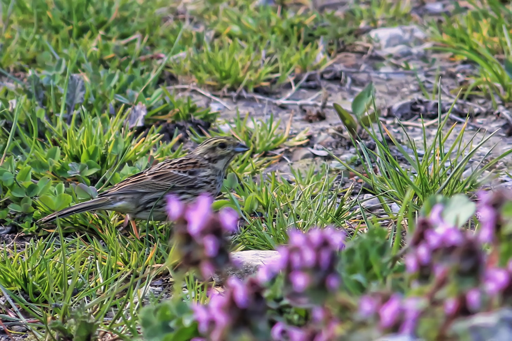 Cirl Bunting