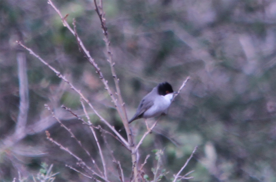 Sardinian Warbler