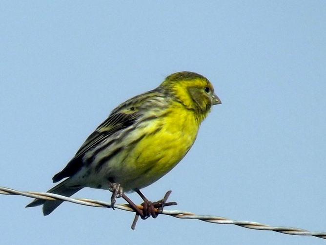 European Serin