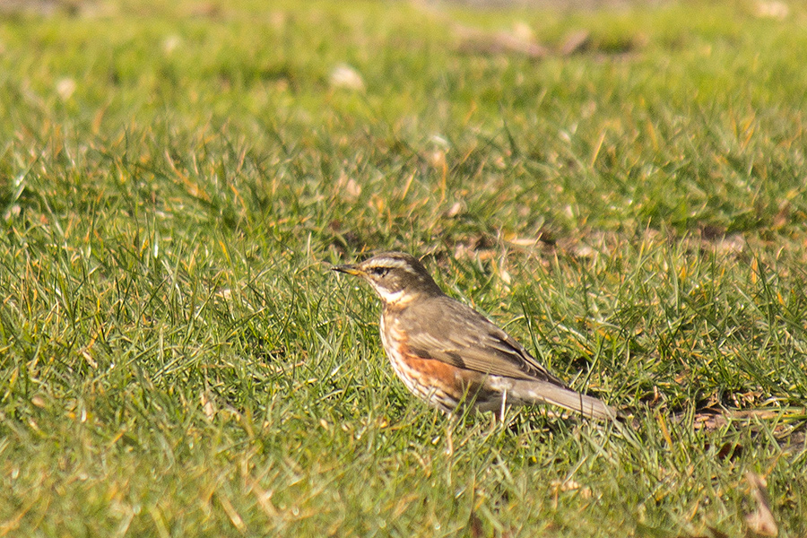Redwing