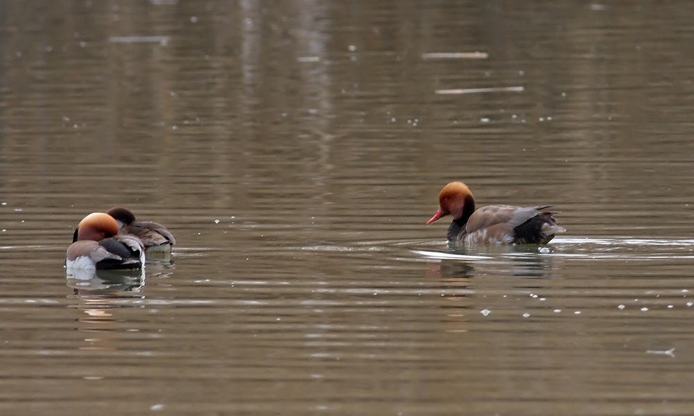 Red-crested Pochard