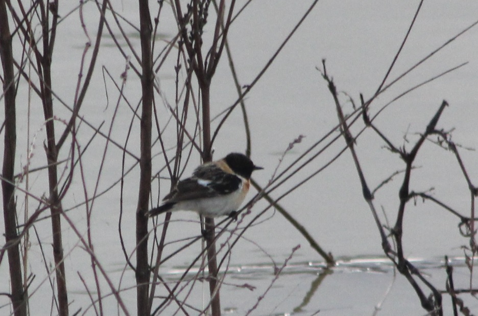 Siberian Stonechat