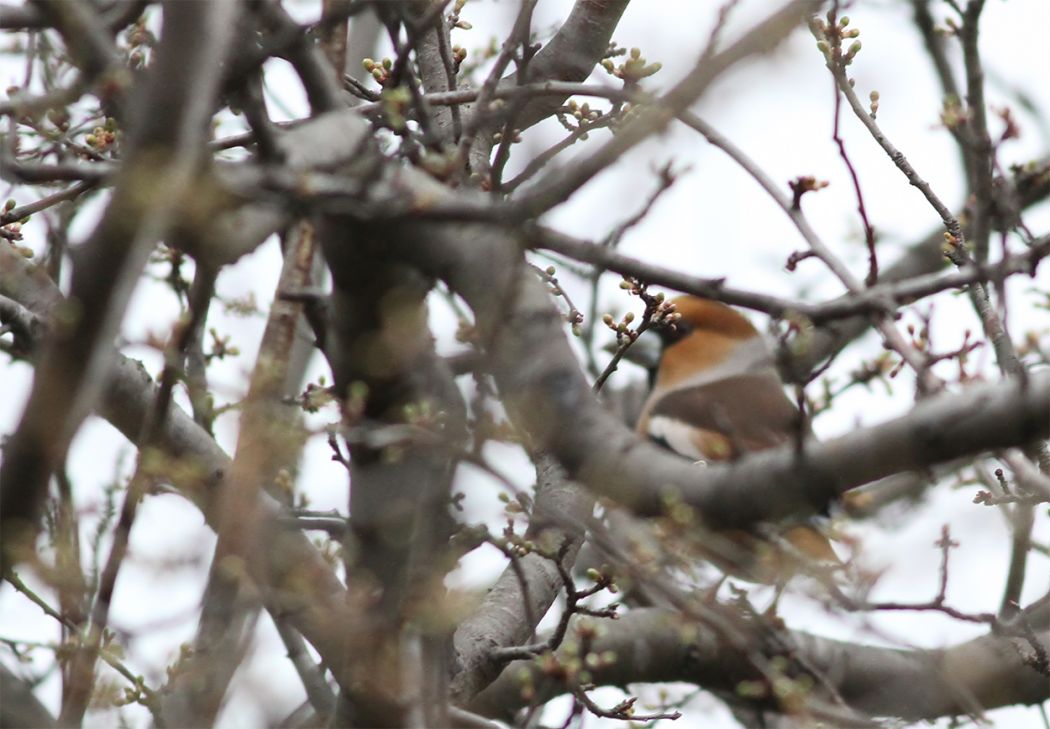 Hawfinch