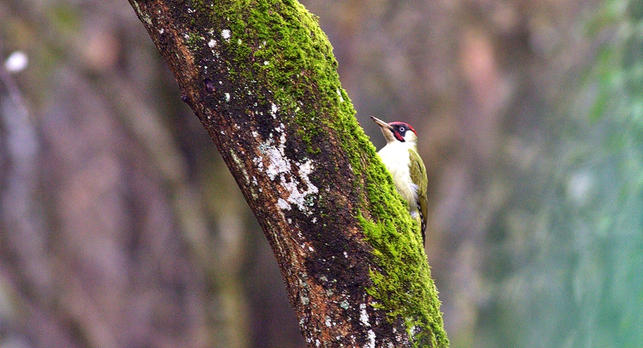 European Green Woodpecker