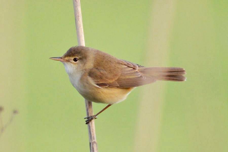 Common Reed Warbler