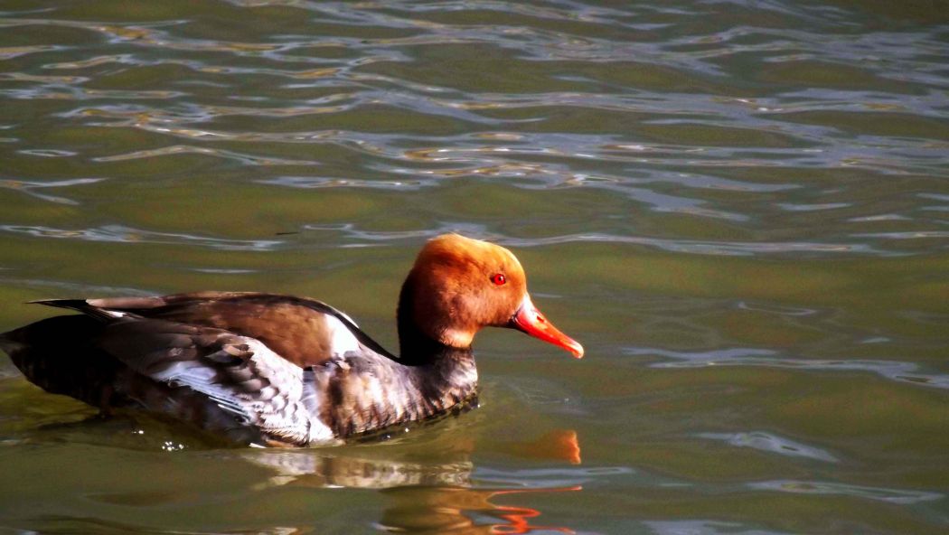 Red-crested Pochard