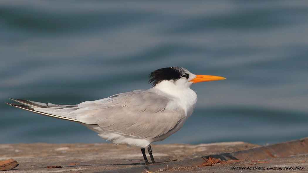 Lesser Crested Tern