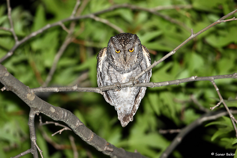 Eurasian Scops Owl