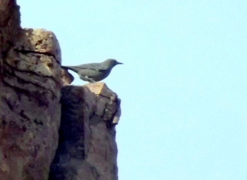 Blue Rock Thrush