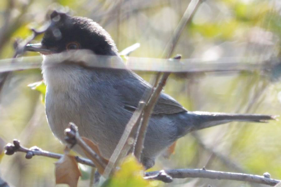 Sardinian Warbler