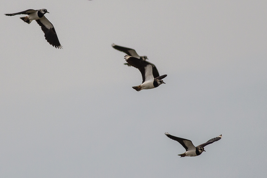Northern Lapwing