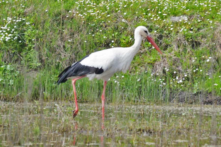 White Stork