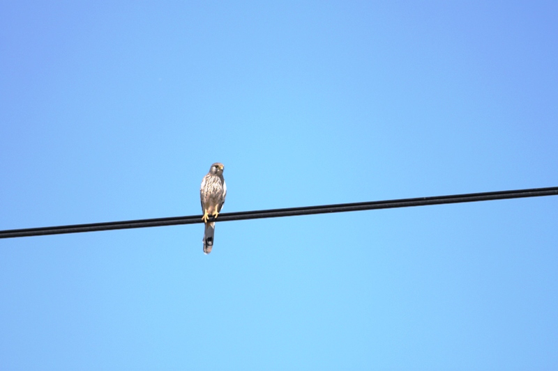 Common Kestrel